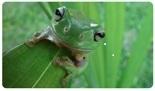 image frog